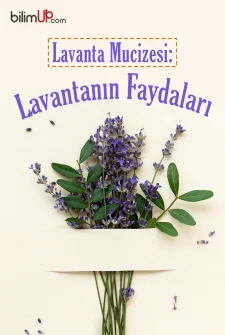 Lavanta Mucizesi: Lavantanın Faydaları