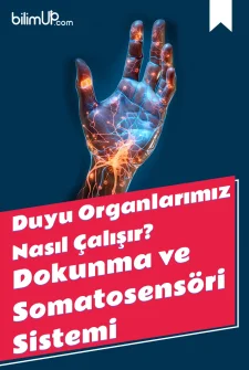 Duyu Organlarımız Nasıl Çalışır? Dokunma ve Somatosensöri Sistemi
