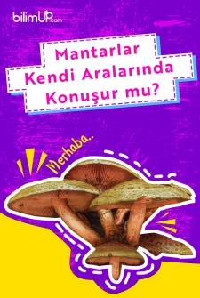 Mantarlar kendi aralarında konuşur mu?