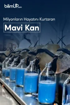 Milyonların Hayatını Kurtaran Mavi Kan