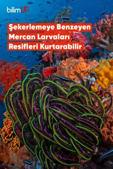 Mercan Larvaları Resifleri Kurtarabilir