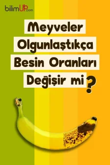 Meyveler Olgunlaştıkça Besin Oranları Değişir mi?