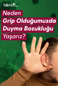 Neden Grip Olduğumuzda Duyma Bozukluğu Yaşarız?