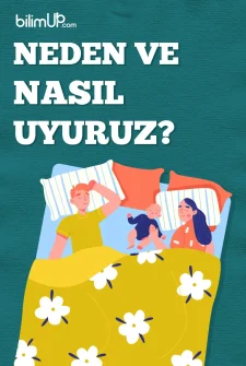 Neden ve Nasıl Uyuruz?