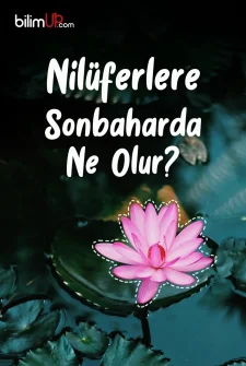 Nilüferlere Sonbaharda Ne Olur?