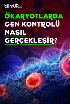 Ökaryotlarda Gen Kontrolü Nasıl Gerçekleşir?