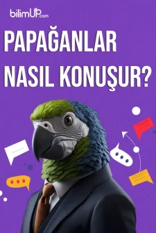 Papağanlar Nasıl Konuşur?