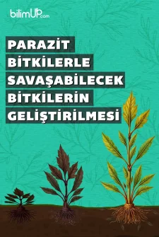 Parazit Bitkilerle Savaşabilecek Bitkilerin Geliştirilmesi