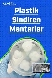 Plastik Sindiren Mantarlar