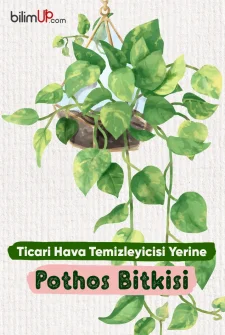 Ticari Hava Temizleyicisi Yerine Pothos Bitkisi