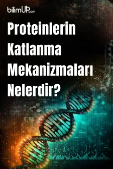 Proteinlerin Katlanma Mekanizmaları Nelerdir?