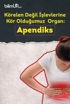 Körelen Değil İşlevlerine Kör Olduğumuz Organ: Apendiks