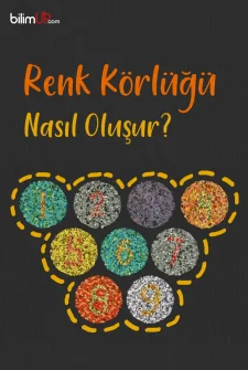 Renk Körlüğü Nasıl Oluşur?