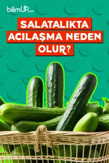Salatalıkta Acılaşma Neden Olur?