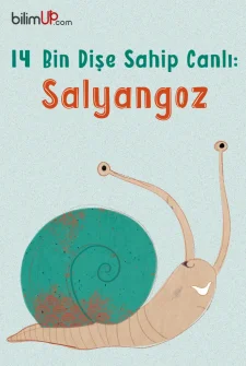 14 Bin Dişe Sahip Canlı: Salyangoz