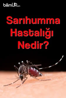 Sarıhumma Hastalığı Nedir?