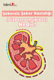 Şekersiz Şeker Hastalığı (Diabetes Insipidus) Nedir?