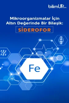 Mikroorganizmalar İçin Altın Değerinde Bir Bileşik: Siderofor
