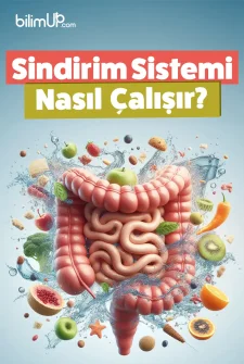Sindirim Sistemi Nasıl Çalışır?