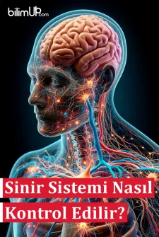 Sinir Sistemi Nasıl Kontrol Edilir?