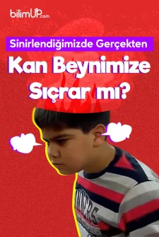 Sinirlendiğimizde Gerçekten Kan Beynimize Sıçrar mı?