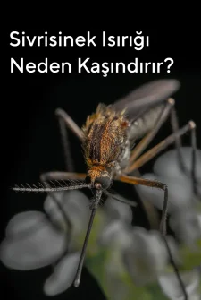 Sivrisinek Isırığı Neden Kaşındırır?