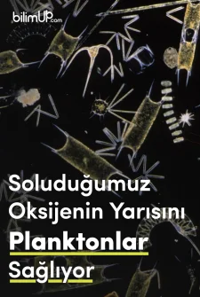 Soluduğumuz Oksijenin Yarısını Planktonlar Sağlıyor