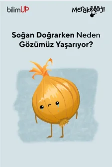 Soğan Doğrarken Neden Gözümüz Yaşarır?