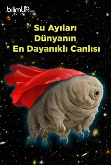 Su Ayıları: Dünyanın En Dayanıklı Canlısı