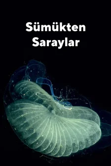 Sümükten Yapılan Saraylar