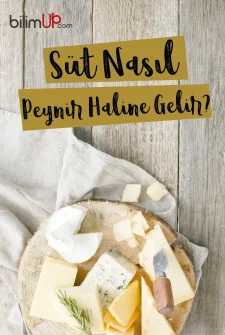 Süt Nasıl Peynir Haline Gelir?