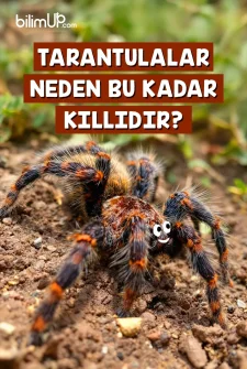 Tarantulalar Neden Bu Kadar Kıllıdır?