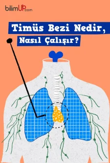 Timüs Bezi Nedir, Nasıl Çalışır?