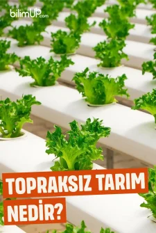 Topraksız Tarım Nedir?
