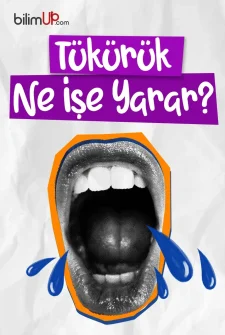 Tükürük Ne İşe Yarar?