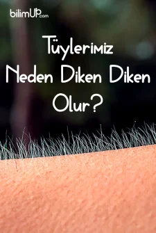 Tüylerimiz Neden Diken Diken Olur?