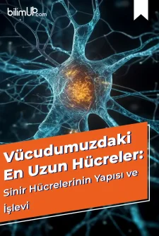 Vücudumuzdaki En Uzun Hücreler: Sinir Hücrelerinin Yapısı ve İşlevi