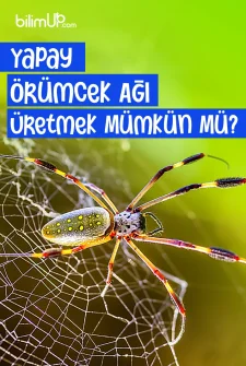 Yapay Örümcek Ağı Mümkün Mü?