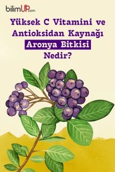 Yüksek C Vitamini ve Antioksidan Kaynağı Aronya Bitkisi Nedir?