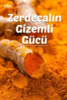 Zerdeçalın Faydaları Nelerdir? Zerdeçalın Gizemli Gücü