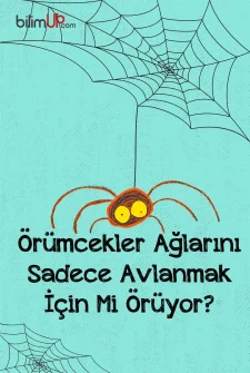 Örümcekler Ağlarını Sadece Avlanmak İçin Mi Örüyor?