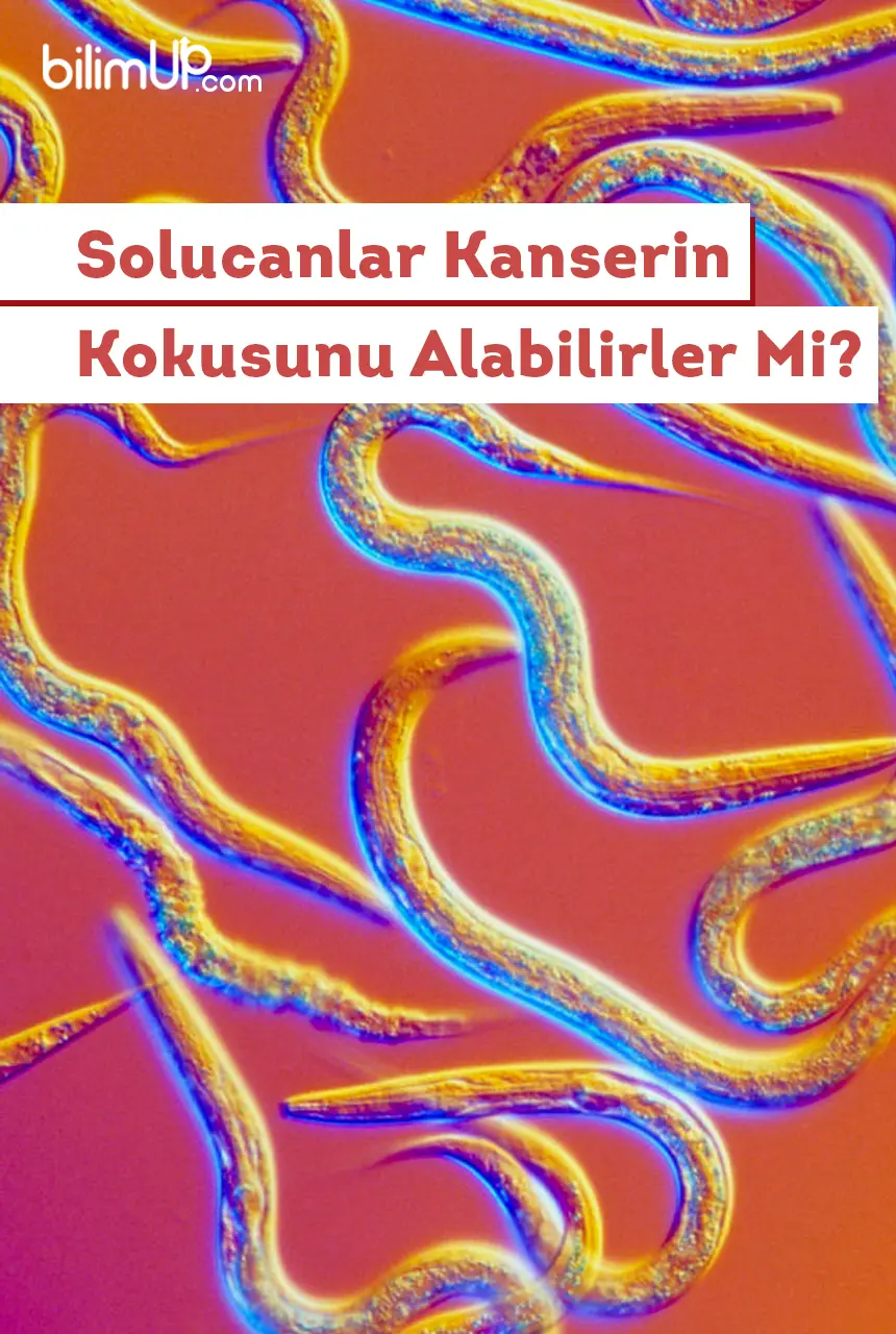 Solucanlar Kanserin Kokusunu Alabilirler Mi?