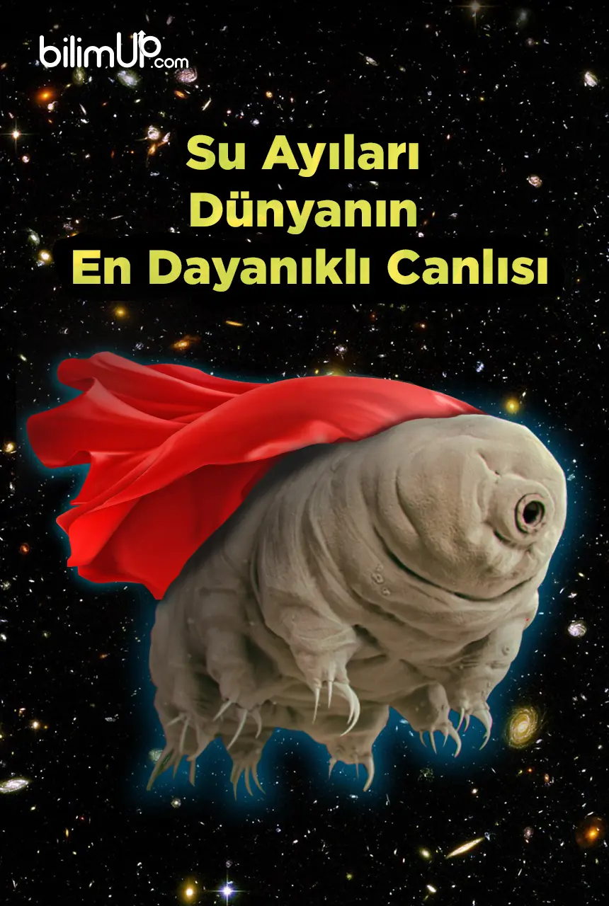 Su Ayıları: Dünyanın En Dayanıklı Canlısı