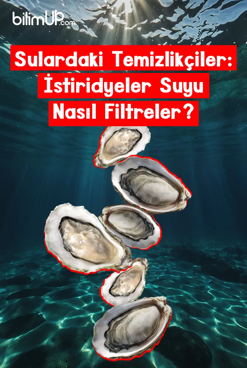 Sulardaki Temizlikçiler: İstiridyeler Suyu Nasıl Filtreler?