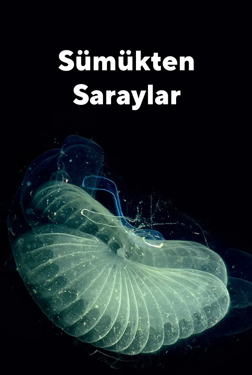 Sümükten Yapılan Saraylar