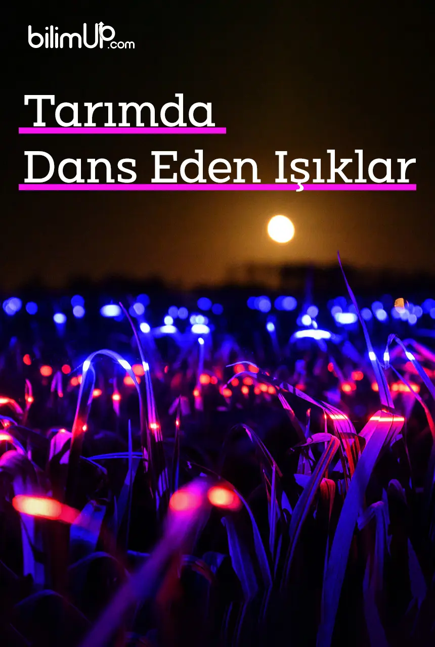 Tarımda Dans Eden Işıklar