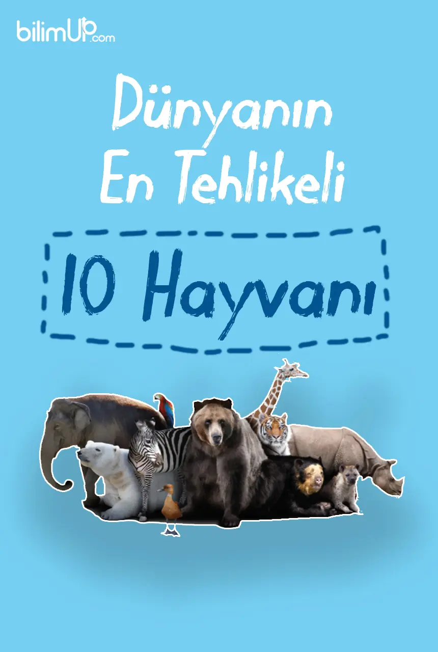 Dünyanın En Tehlikeli 10 Hayvanı
