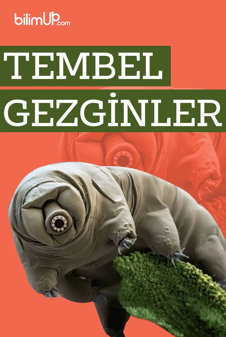 Tembel Gezginler: Enerji Tasarruflu Seyahat Eden Hayvanlar