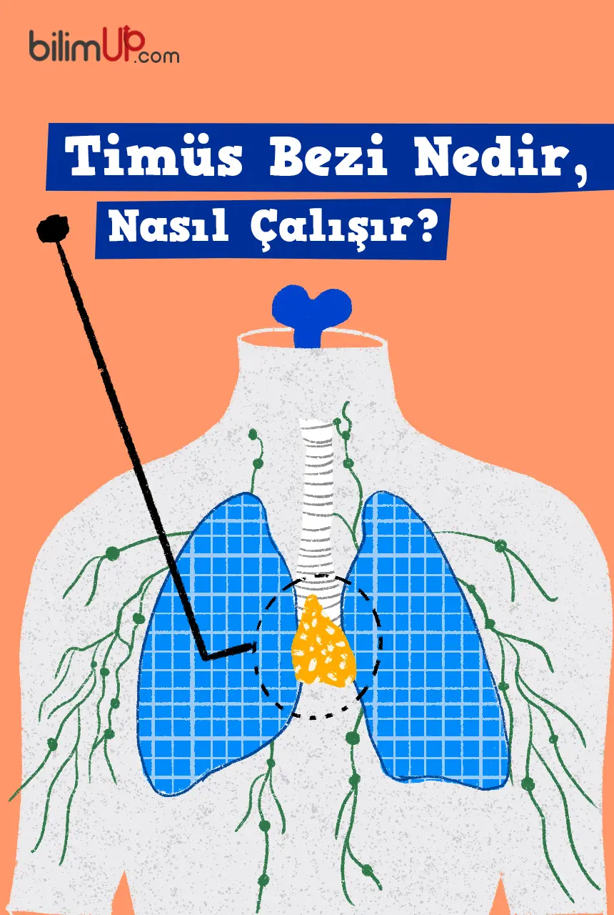 Timüs Bezi Nedir, Nasıl Çalışır?