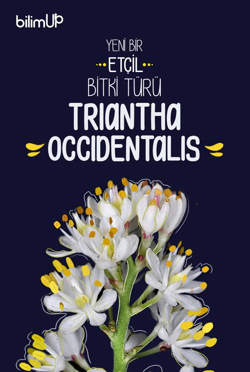 Eşsiz Avlama ve Tozlaşma Yapısına Sahip Yeni Bir Etçil Bitki Türü “Triantha occidentalis”